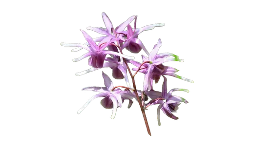 Horny Goat Weed