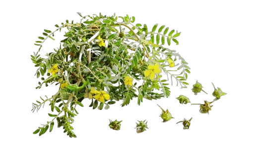 Tribulus Terrestris