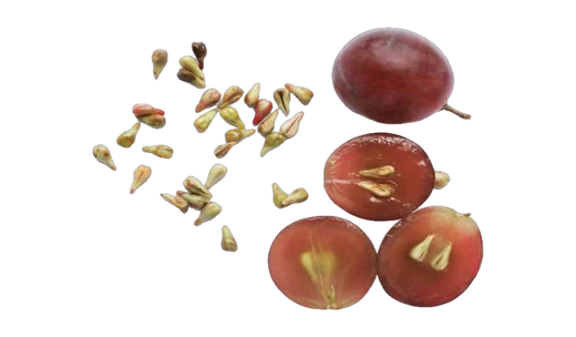 Grape Seed Extract